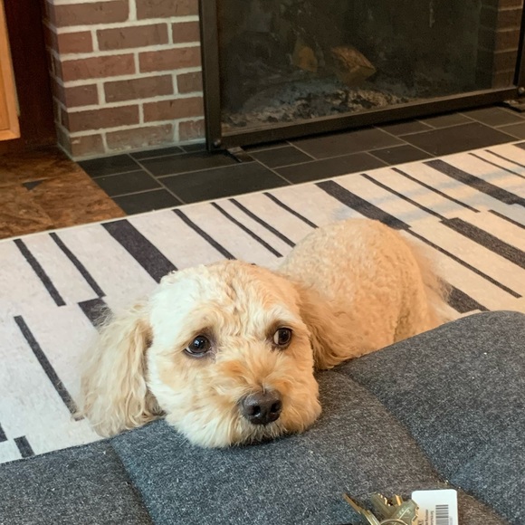 Meet your Posher, Jolie - Picture 1 of 1